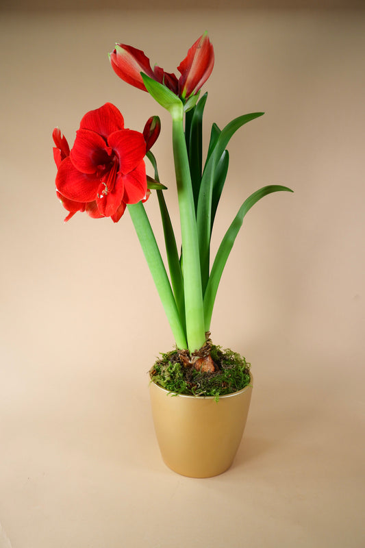 Amaryllis Centerpiece