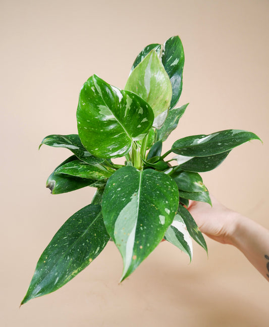Philodendron 'White Wizard'