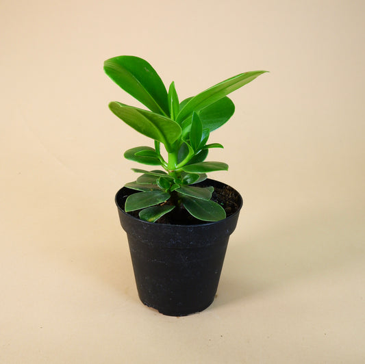 Autograph Tree (Clusia Princess)