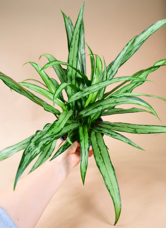 Chinese Evergreen (Aglaonema cutlass)