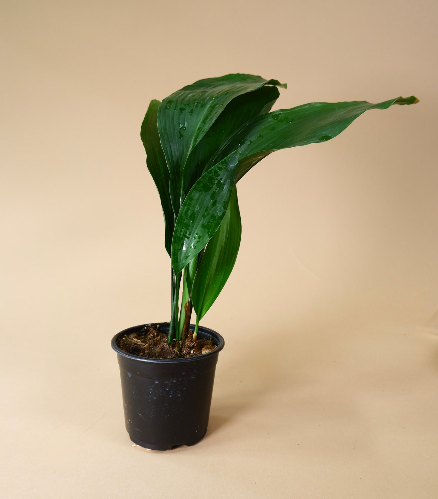 Cast Iron Plant (Aspidistra elaitor)