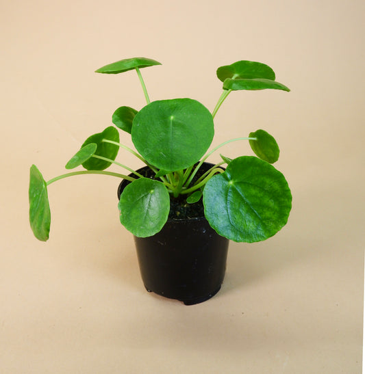 Chinese Money/UFO Plant (Pilea peperomioides)