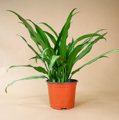 Chinese Evergreen 'Cutlass' (Aglaonema cutlass)