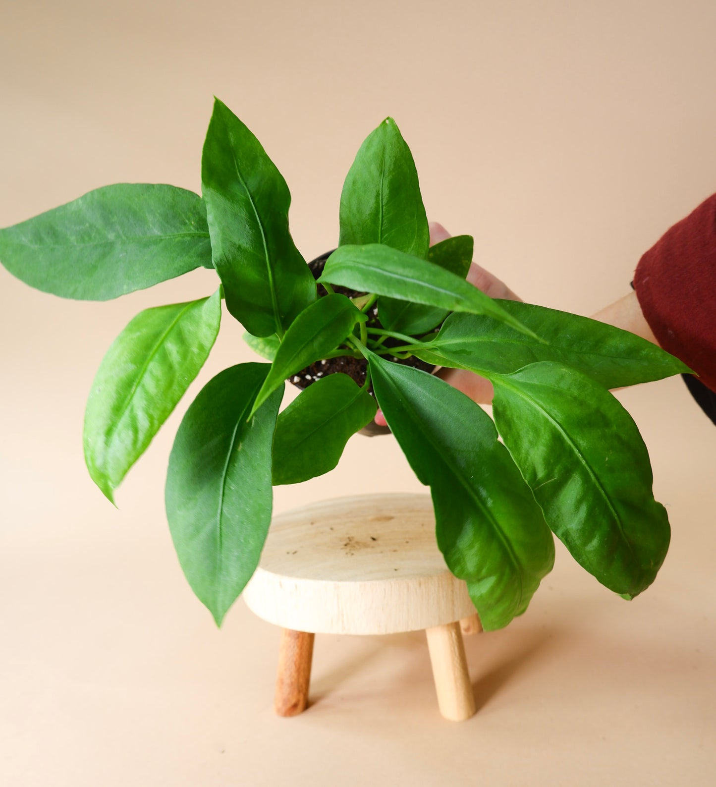 anthurium belt leaf plant for sale Anthurium Strap Leaf Vittarifolium