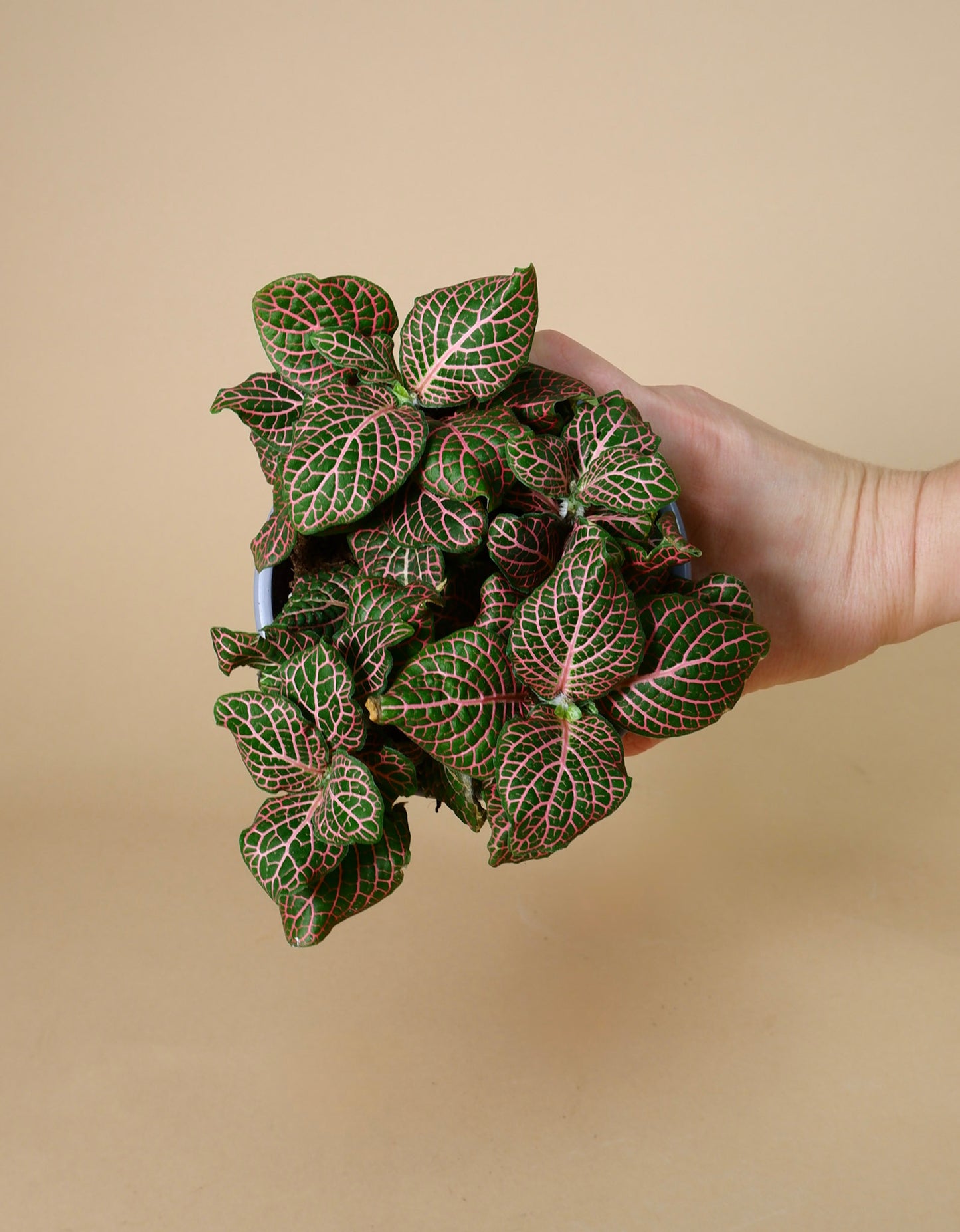 Nerve Plant (Fittonia albivenis)