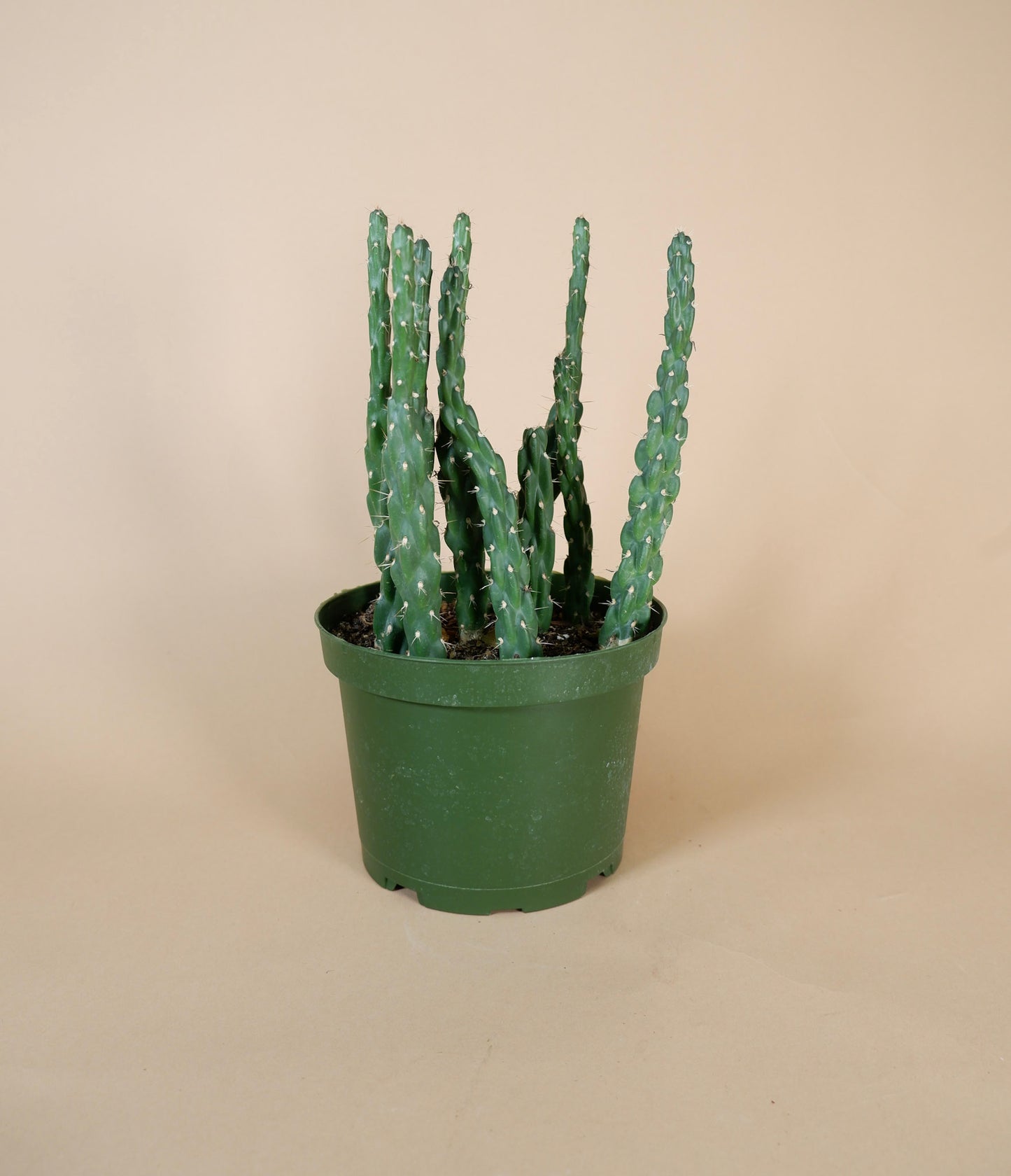 Tree Cholla Cactus (Cylindropuntia imbricata)