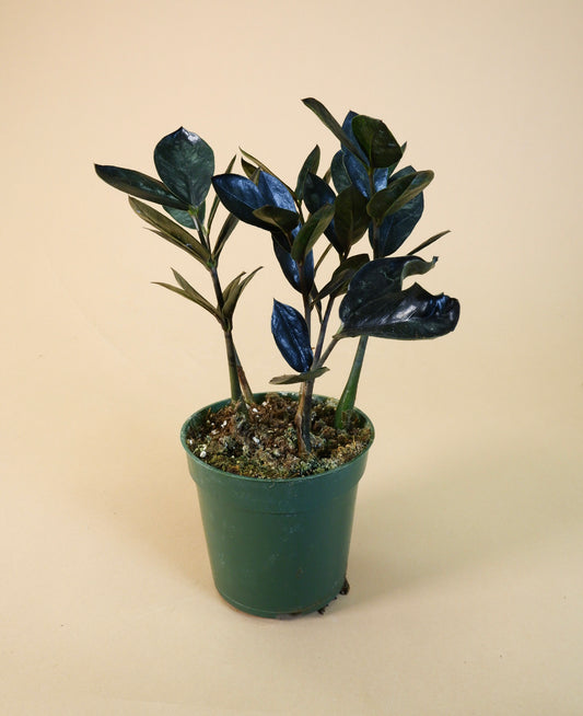 Black ZZ Plant (Zamioculcas zamiifolia 'Raven')