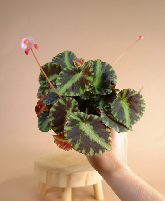 Begonia Cleopatra