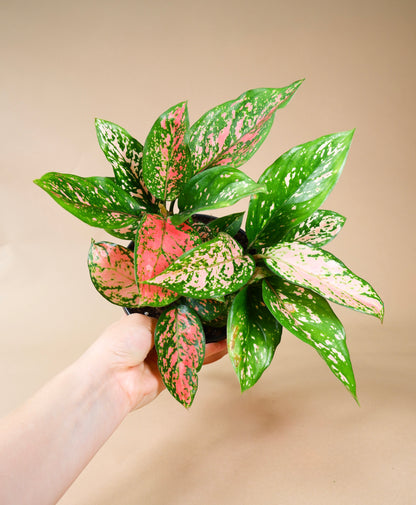 Chinese Evergreen (Aglaonema Red Valentine)