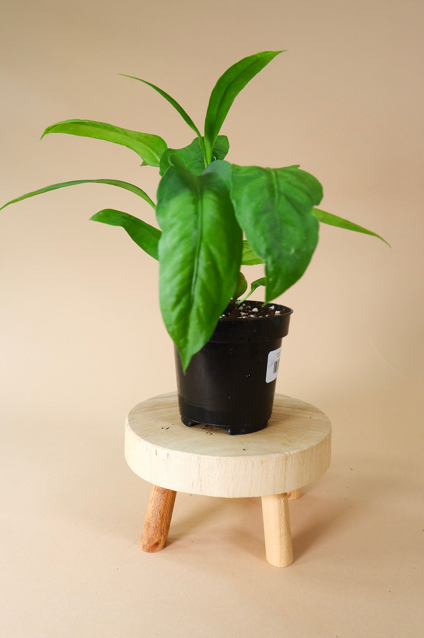 Anthurium Strap Leaf Vittarifolium