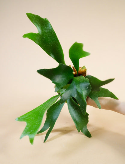 Staghorn Fern (Platycerium bifurcatum)
