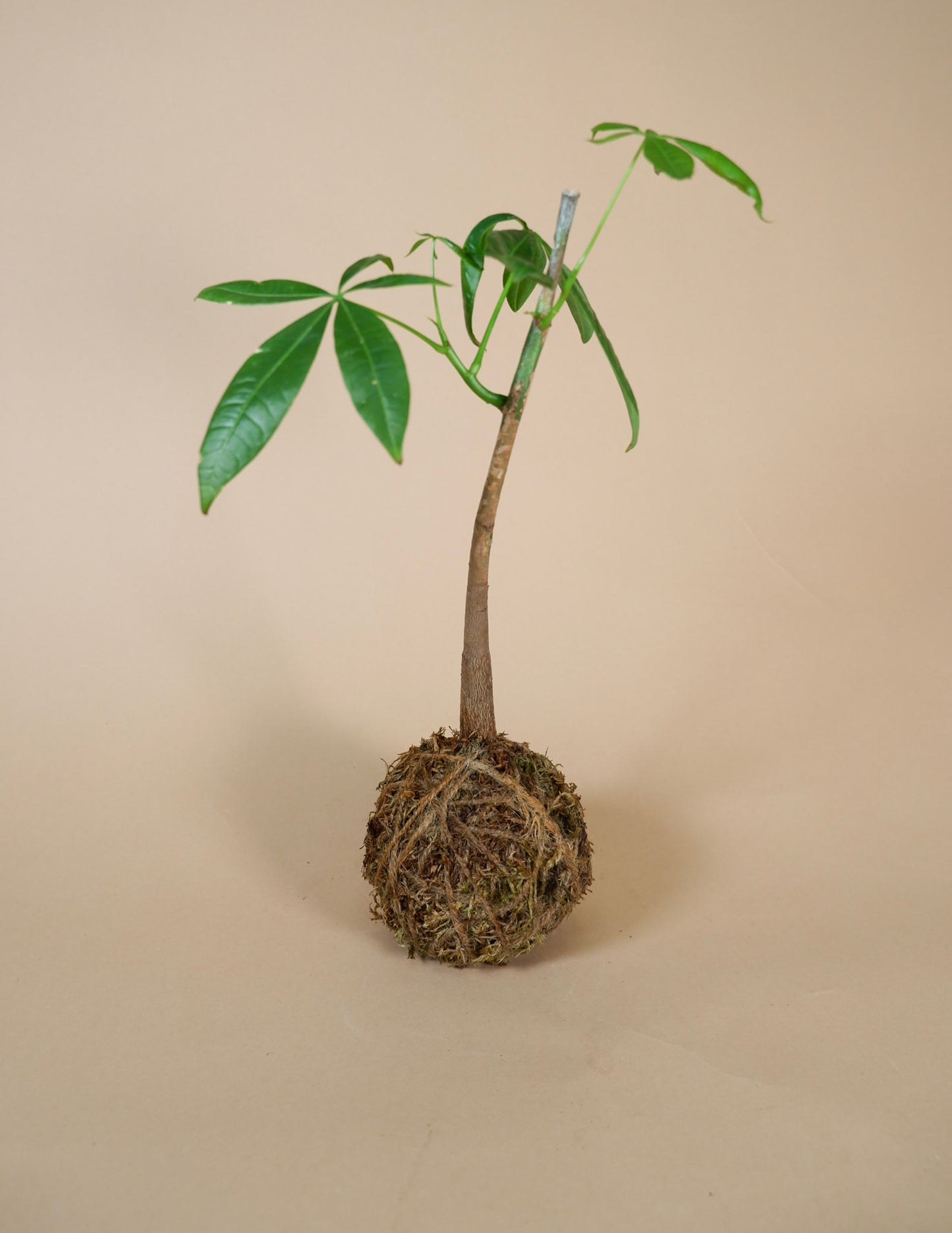 Kokedama Planters