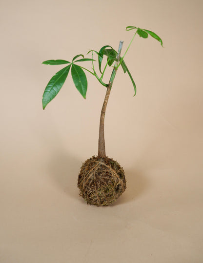 Kokedama Planters