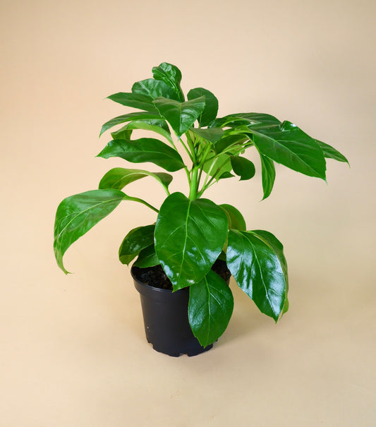 Umbrella Tree 'Alpine' (Schefflera actinophylla)
