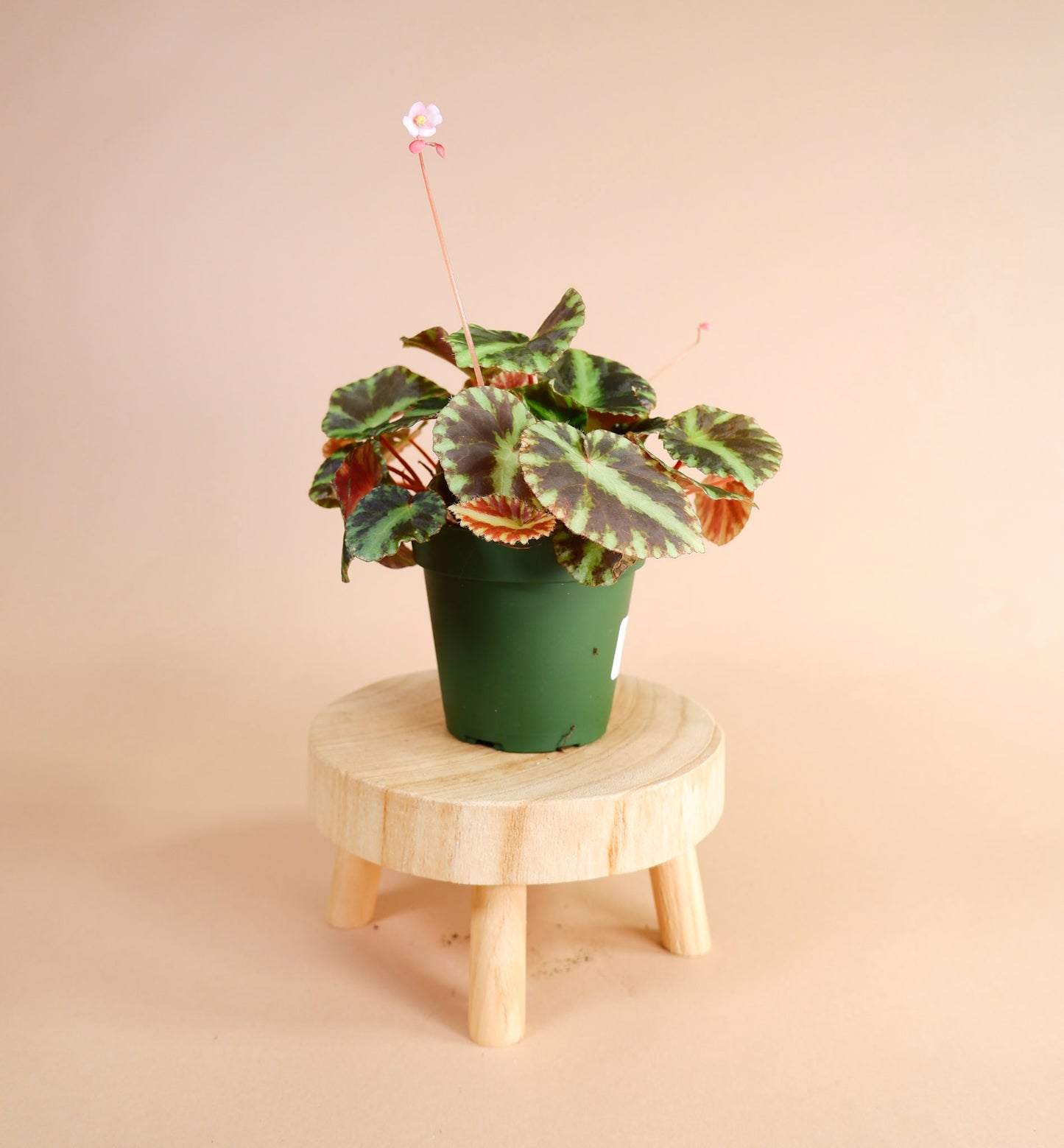 Begonia Cleopatra