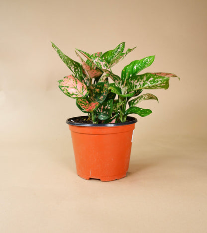 Chinese Evergreen (Aglaonema Red Valentine)