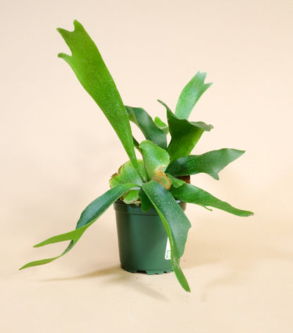 Staghorn Fern (Platycerium bifurcatum)