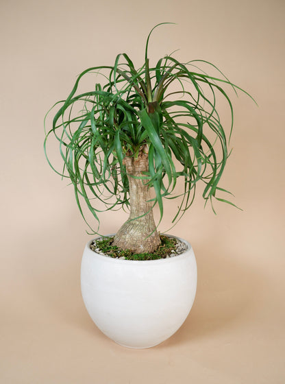 Potted Arrangement