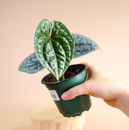 Anthurium Luxurians x Anthurium Warocqueanum/Anthurium Waterburyanum