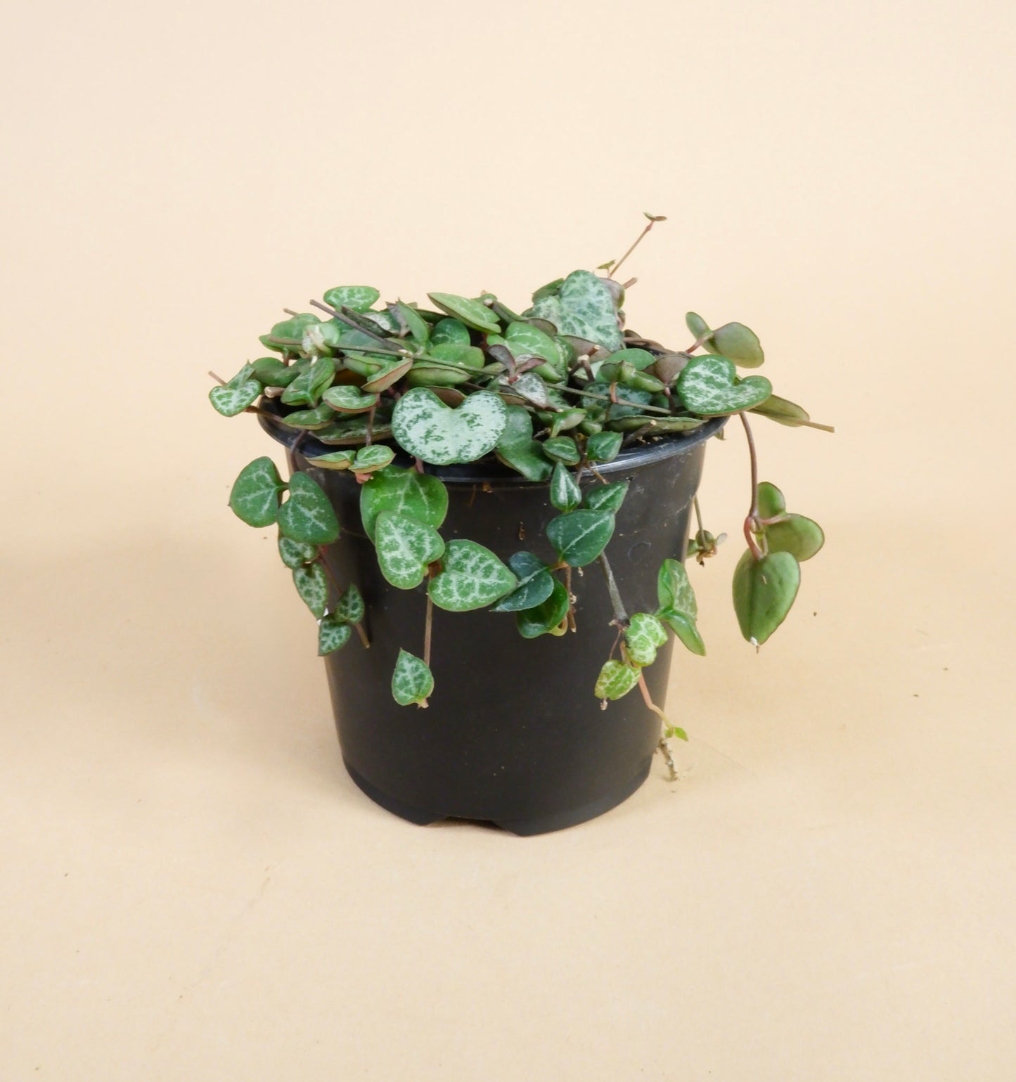 String of Hearts (Ceropegia woodii)