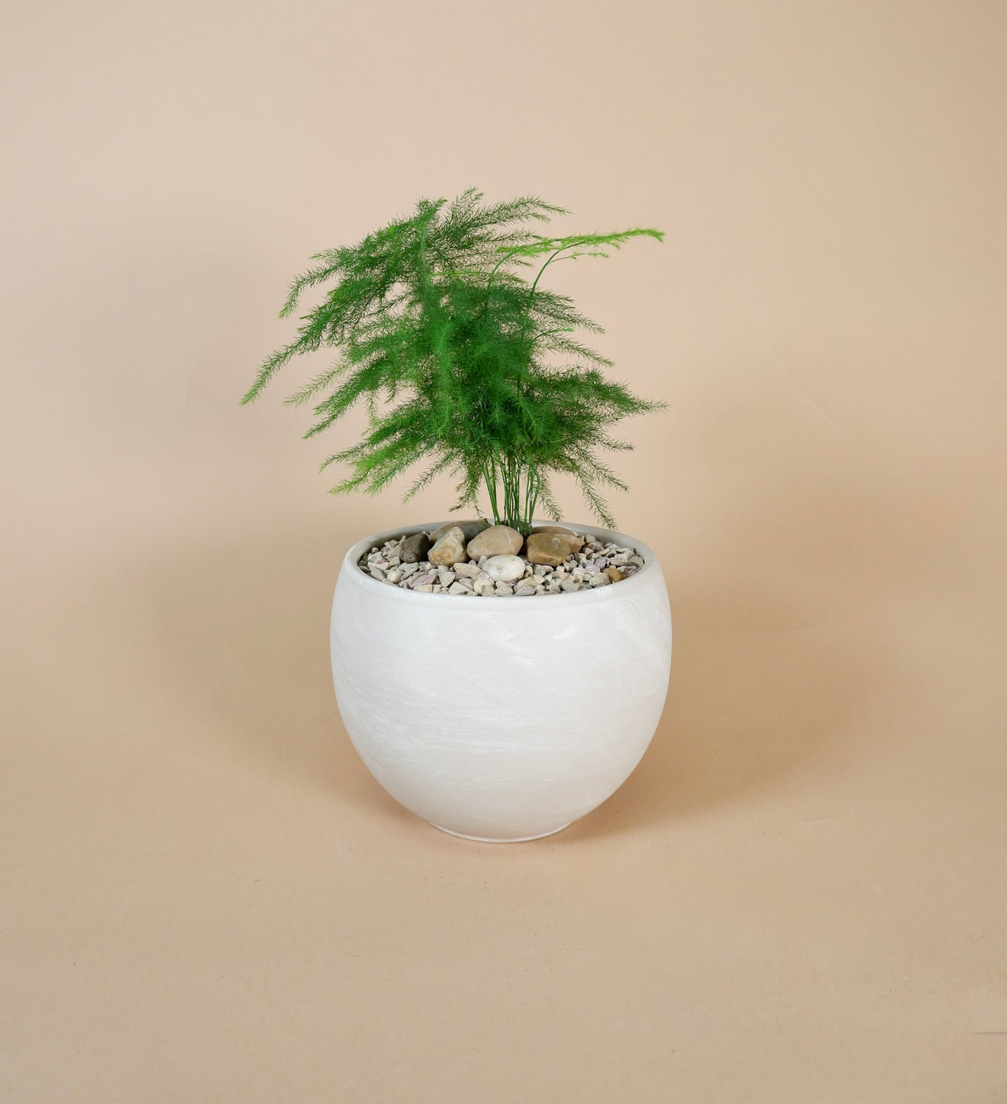 Potted Arrangement