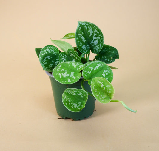 Satin Pothos (Scindapsus sp.)