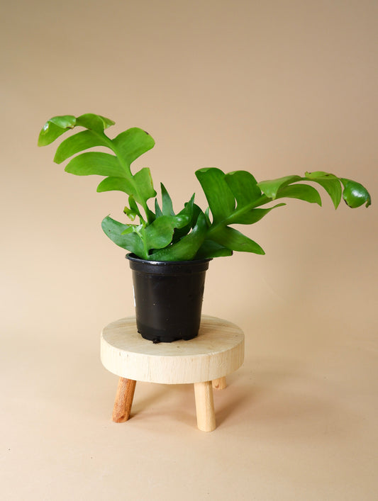 Sharktooth Cactus (Selenicereus chrysocardium)