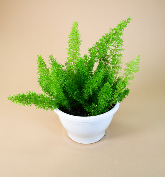 Foxtail Fern (Asparagus meyeri)