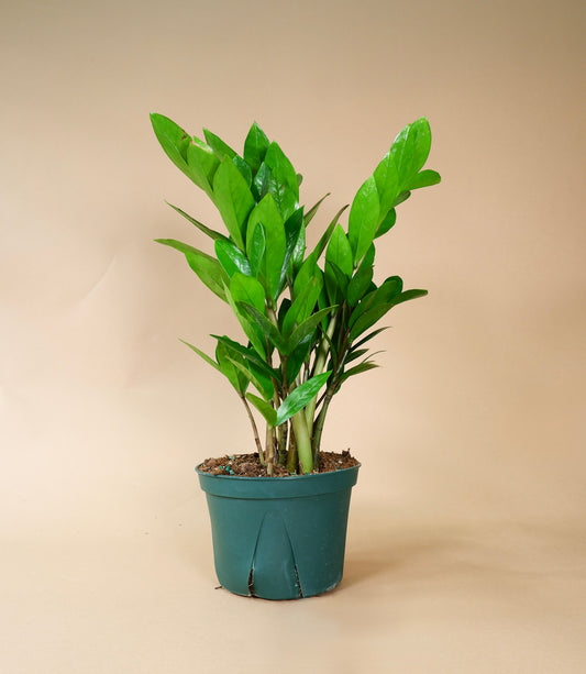 ZZ Plant (Zamioculcas zamiifolia)