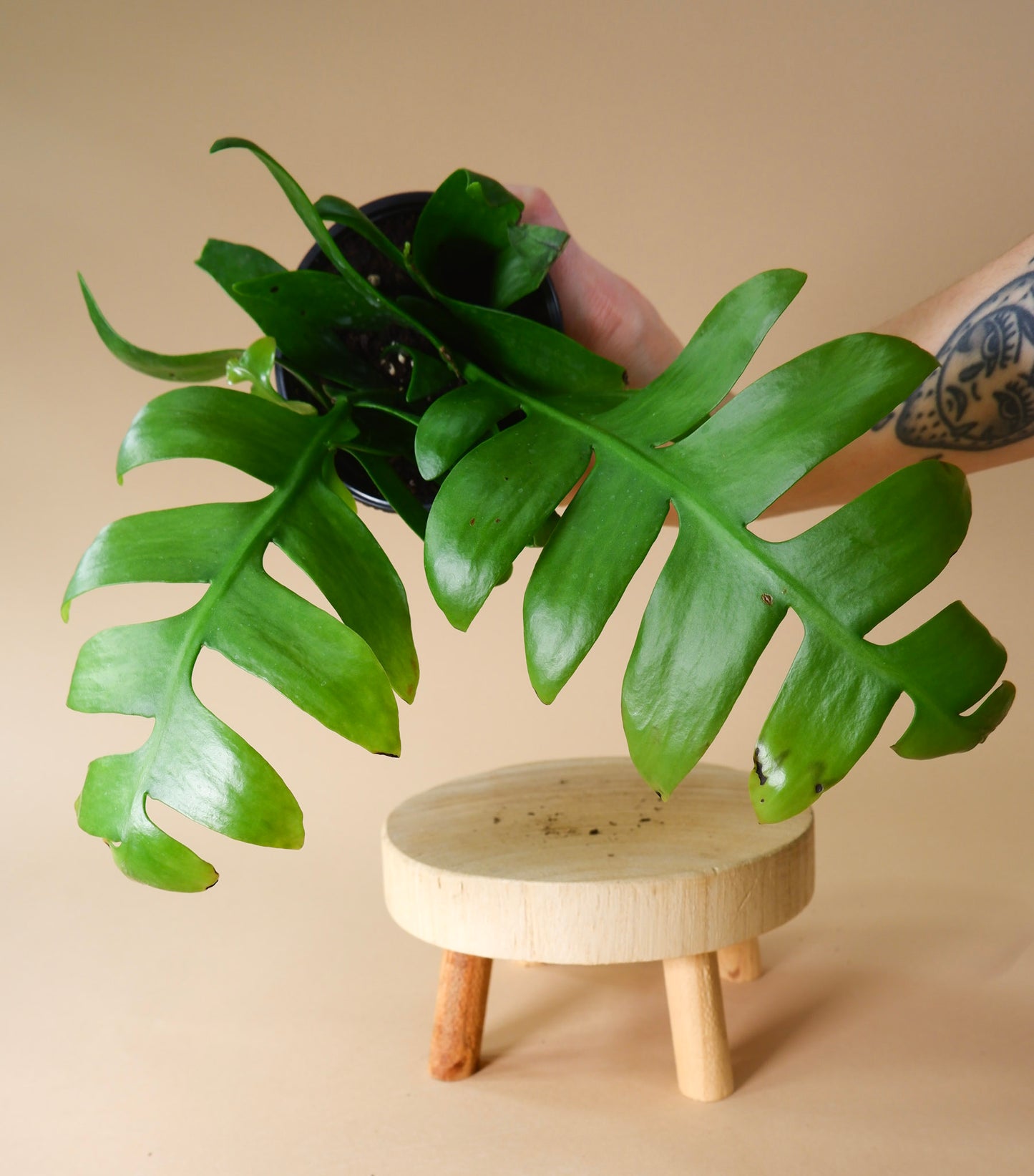 Sharktooth Cactus (Selenicereus chrysocardium)