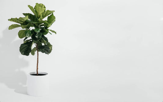 Cylinder Planter