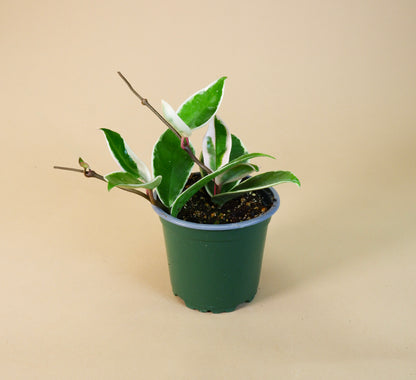 Hoya Krimson Queen (Hoya carnosa)