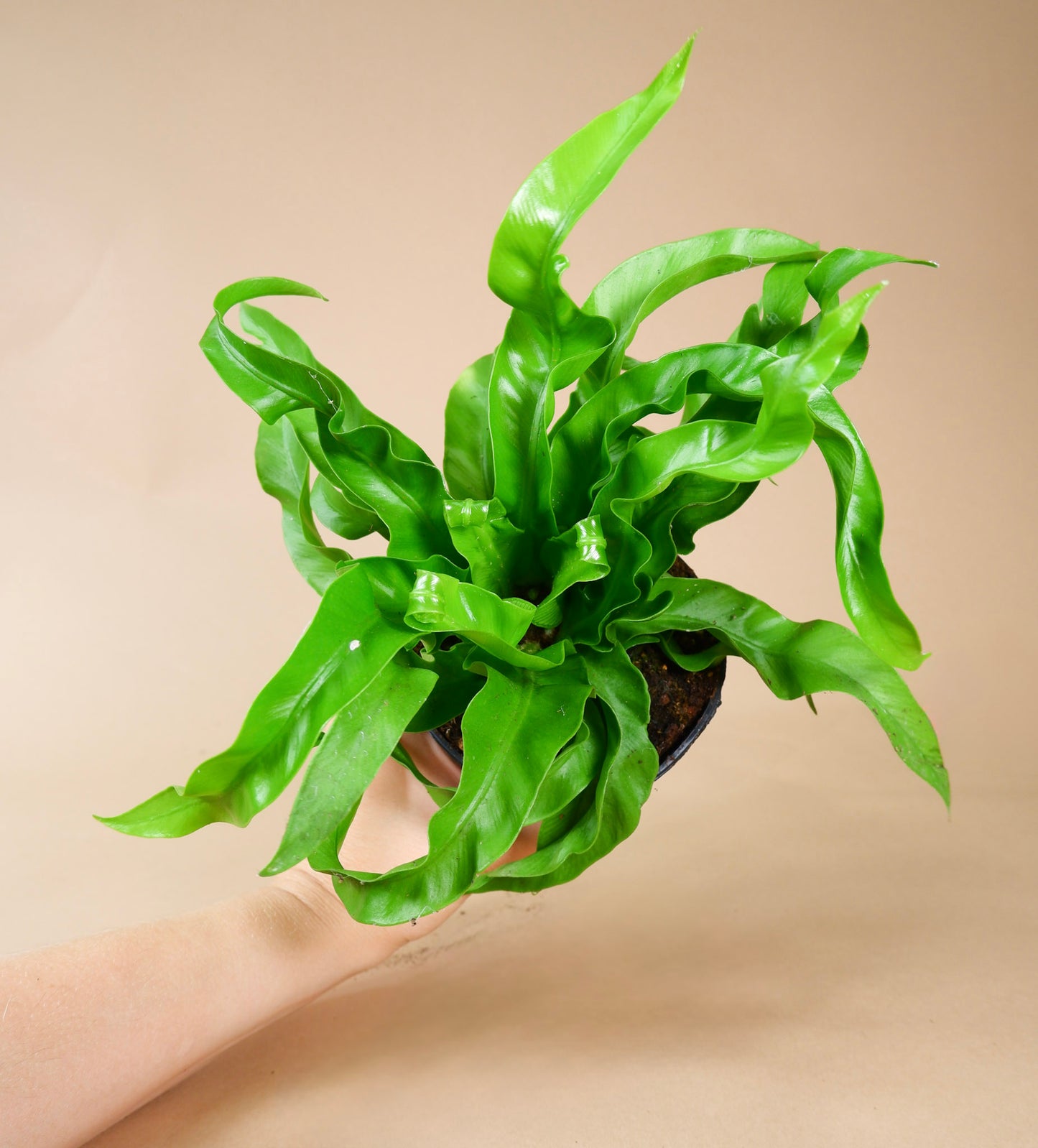 Birds Nest Fern (Asplenium nidus)