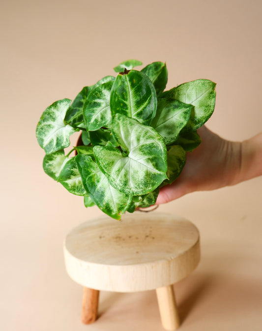 Syngonium Pixie (Syngonium podophyllum)