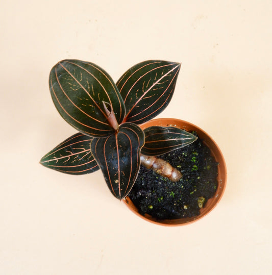 Jewel Orchid (Anoectochilus roxburghii)