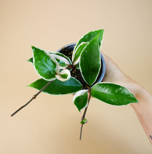 Hoya Krimson Queen (Hoya carnosa)