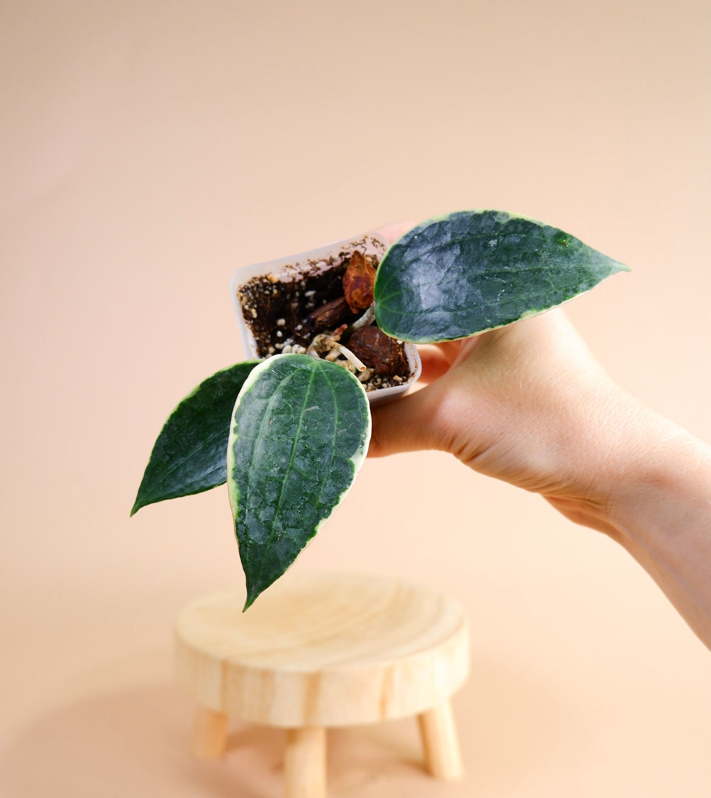 Hoya Macrophylla Albomarginata
