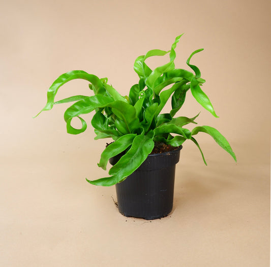 Birds Nest Fern (Asplenium nidus)