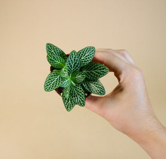 Nerve Plant (Fittonia albivenis)