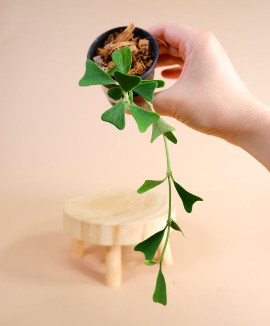 Hoya Manipurensis