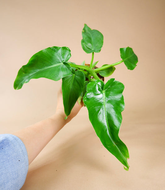Philodendron Bob Cee (Philodendron hybrid)