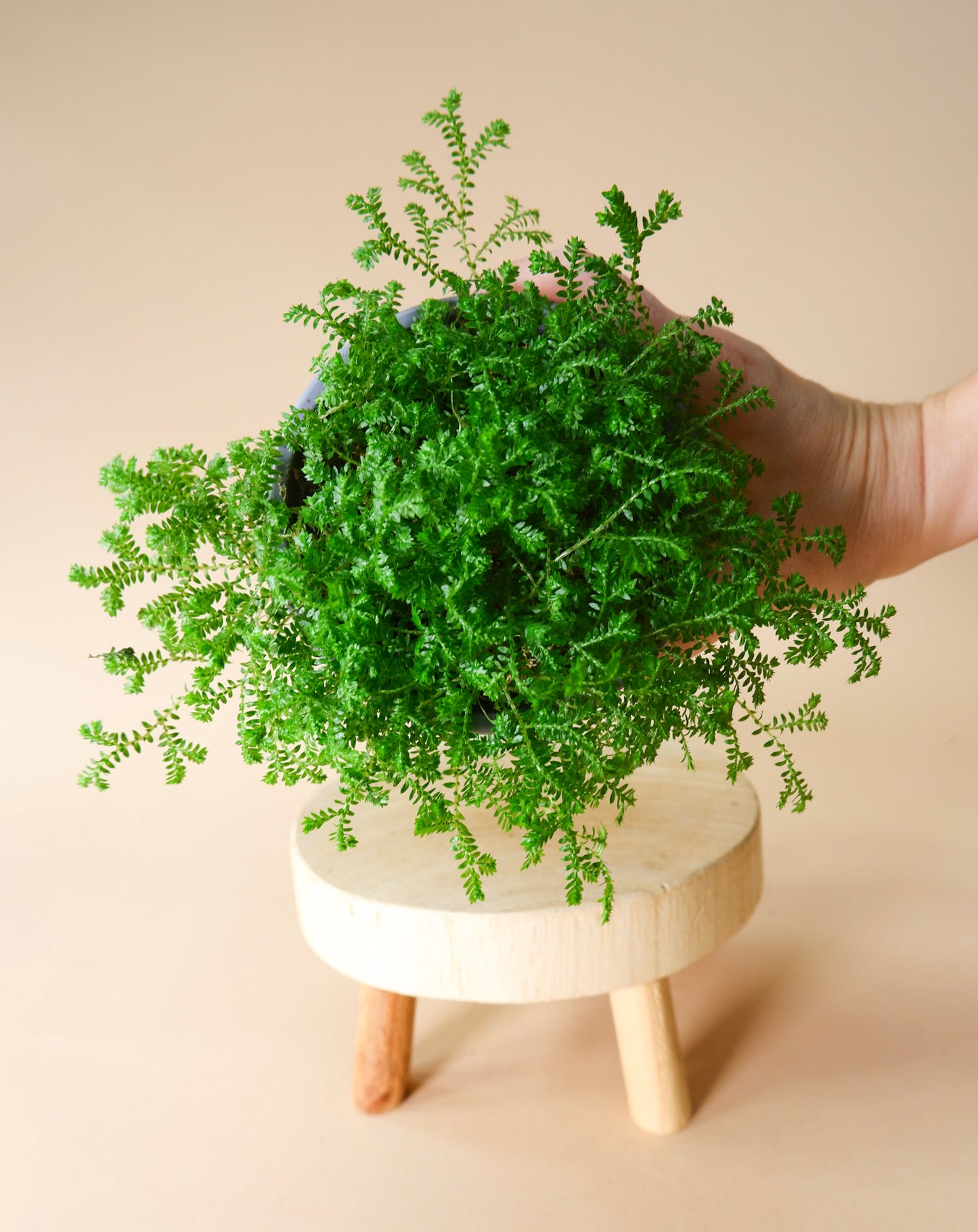 Club Moss (Lycopodium spp.)