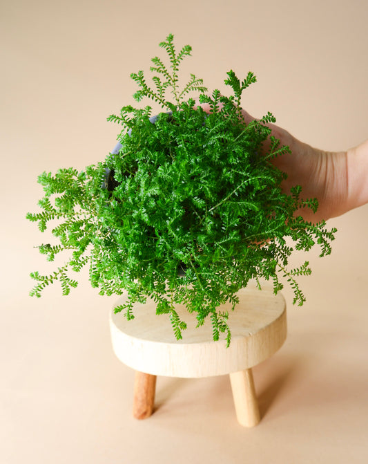 Club Moss (Lycopodium spp.)