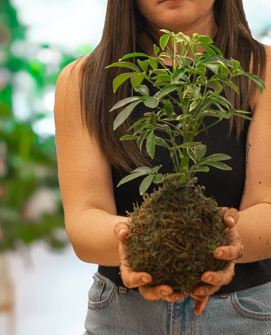 Kokedama Workshop