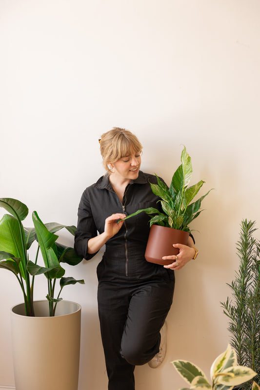 Indoor Plant Space Consultation