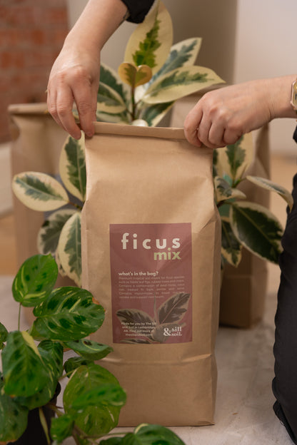 Ficus Mix