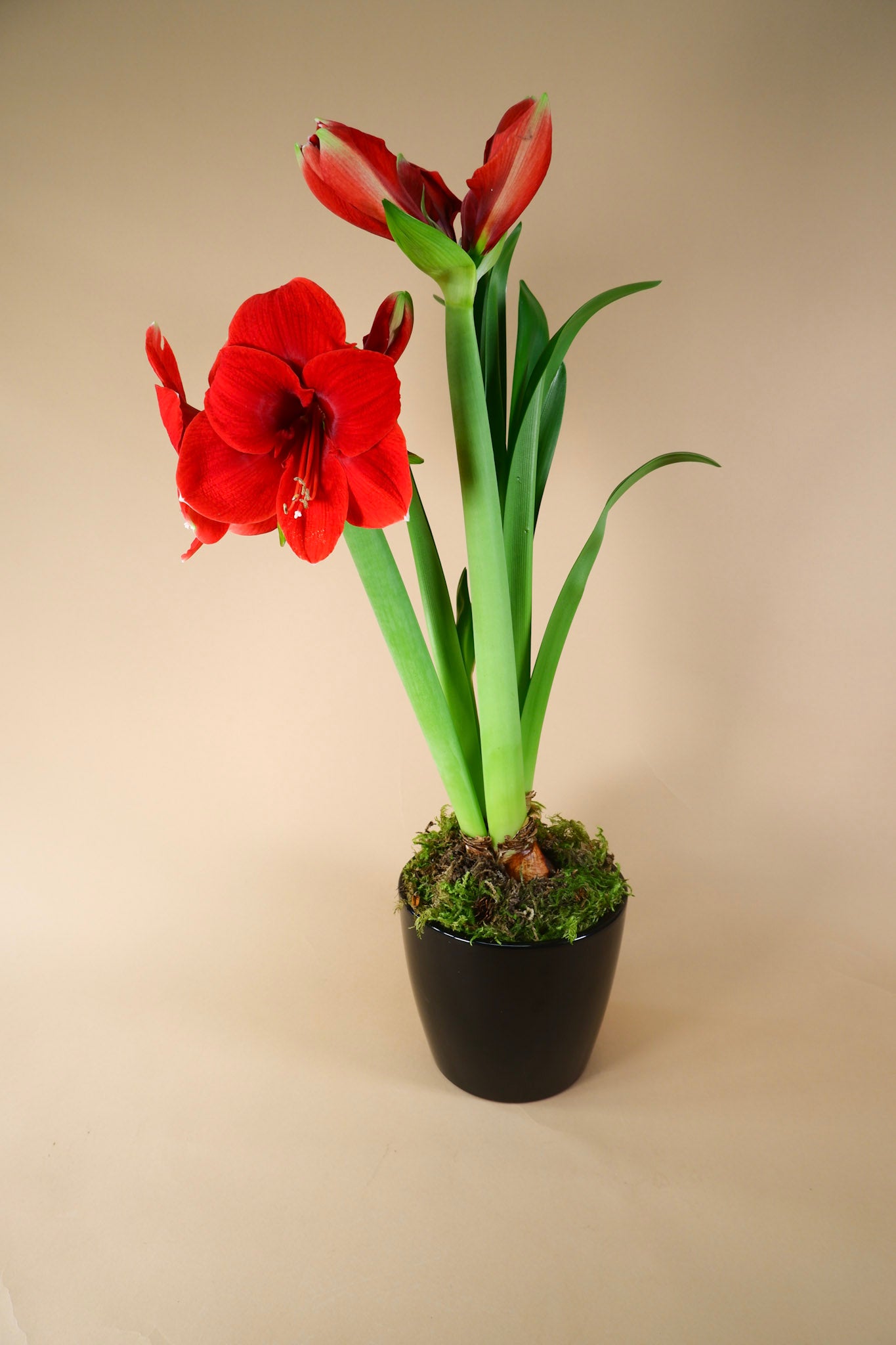 Amaryllis Centerpiece