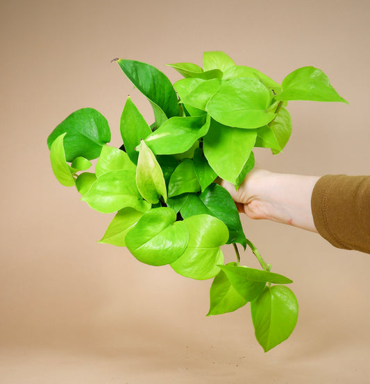 Neon Pothos (Epipremnum aureum)