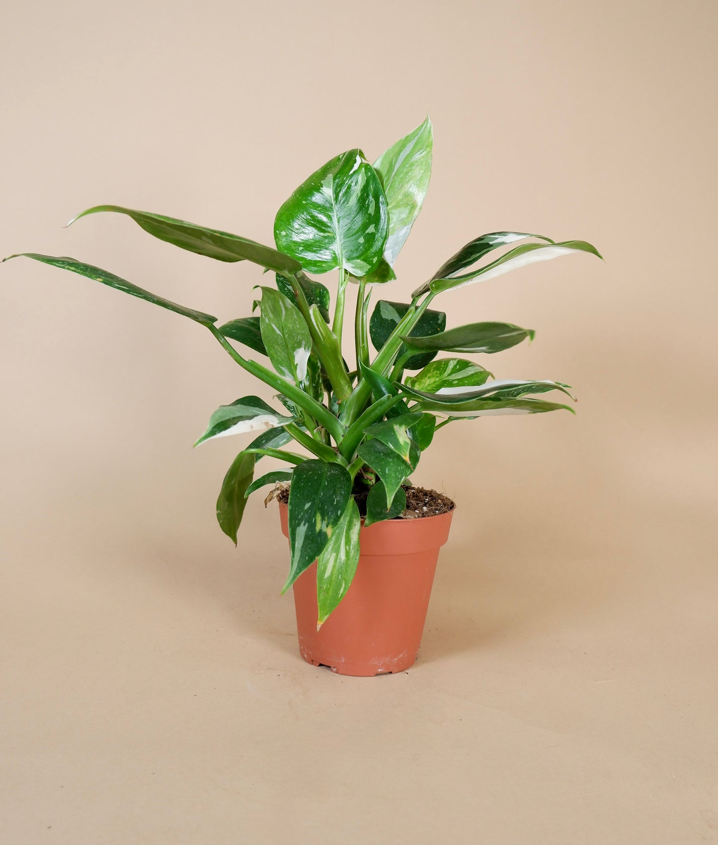 Philodendron 'White Wizard'