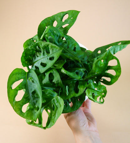 Monkey Mask/Swiss Cheese Vine (Monstera adansonii)